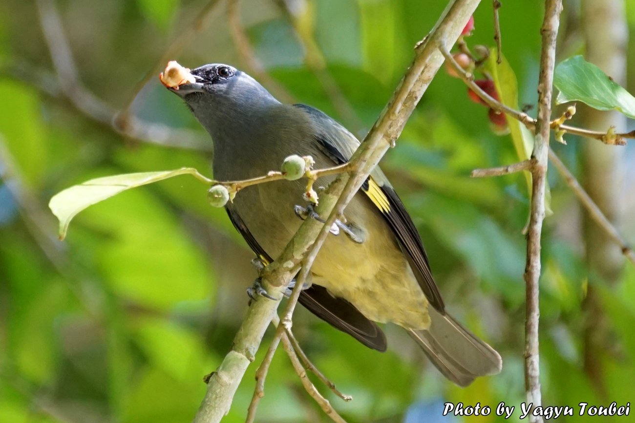 ベリーズ　アルツンハの Yellow-winged Tanager（イエローウイングド　タナガー）_b0132475_20522134.jpg