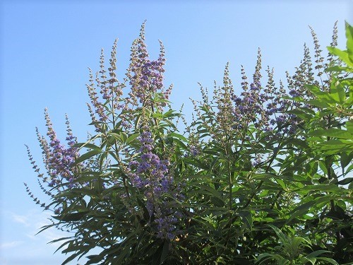 b0182884_23101410.jpg