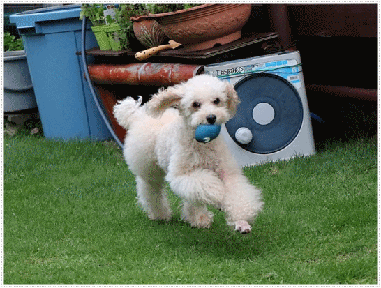 b0175688_19435883.gif