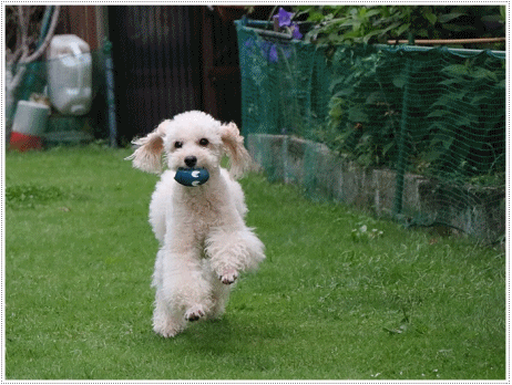 b0175688_19440323.gif