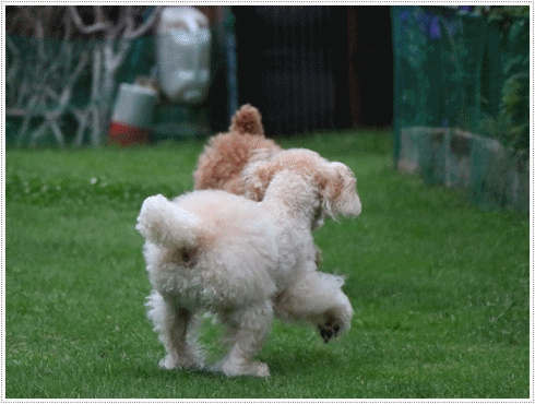 b0175688_19441983.gif