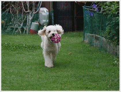 b0175688_19442705.gif