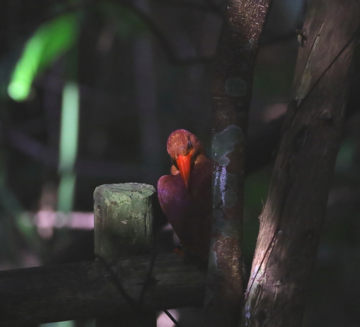 リュウキュウアカショウビン①：出逢う２０１８_c0319902_07232276.jpg