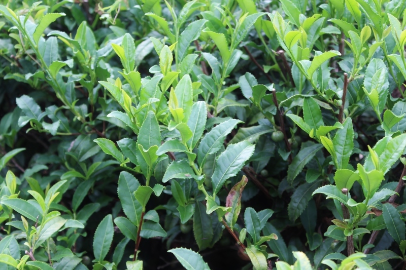 江戸時代　宇治から種を　持ち帰り　参道脇に　植えたんだって_b0220318_04071409.jpg
