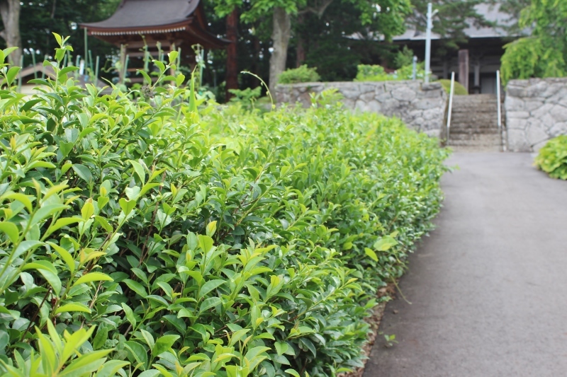 江戸時代　宇治から種を　持ち帰り　参道脇に　植えたんだって_b0220318_04072218.jpg