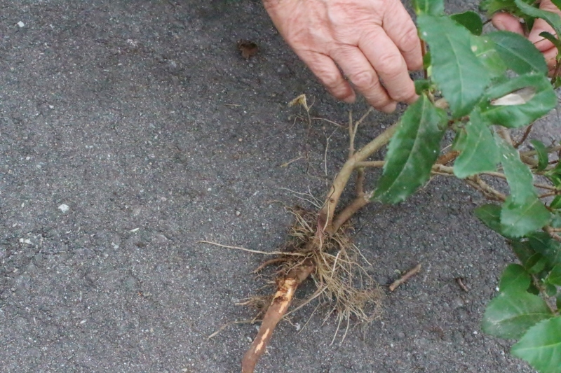 江戸時代　宇治から種を　持ち帰り　参道脇に　植えたんだって_b0220318_04073304.jpg
