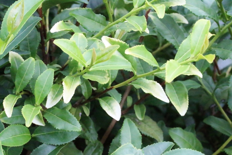 江戸時代　宇治から種を　持ち帰り　参道脇に　植えたんだって_b0220318_04074207.jpg