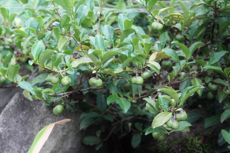 江戸時代　宇治から種を　持ち帰り　参道脇に　植えたんだって_b0220318_04075265.jpg
