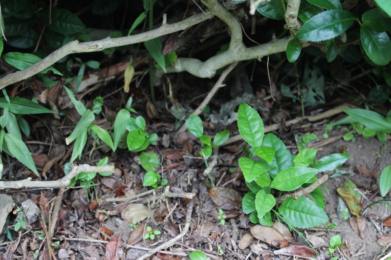江戸時代　宇治から種を　持ち帰り　参道脇に　植えたんだって_b0220318_04075972.jpg