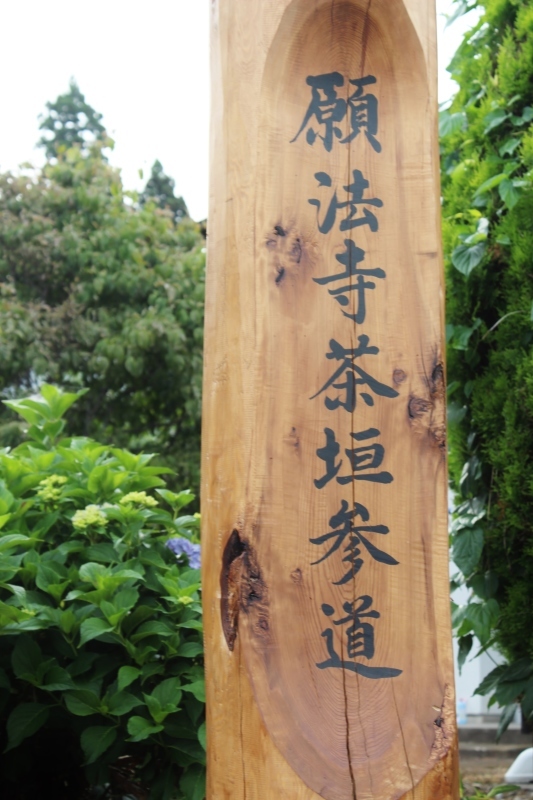江戸時代　宇治から種を　持ち帰り　参道脇に　植えたんだって_b0220318_04122668.jpg