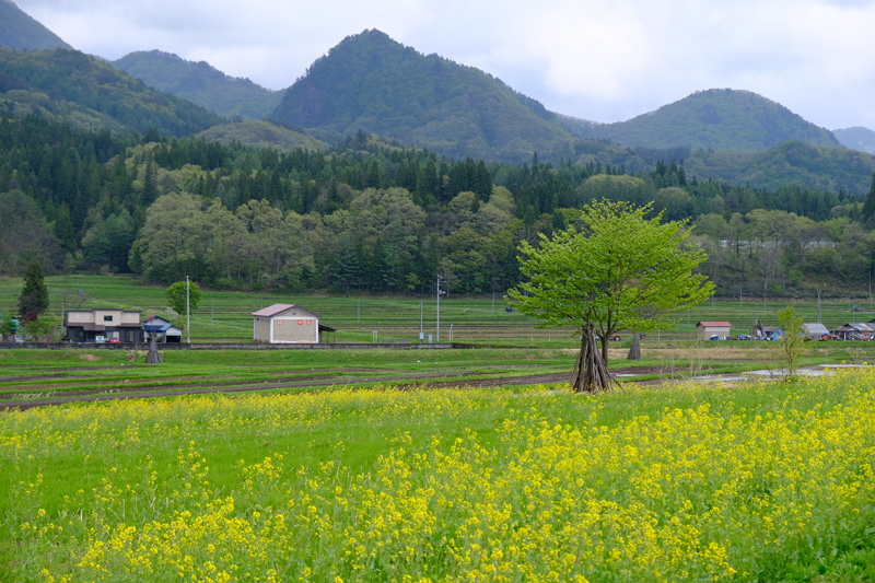 2018 (17) 秋田県雄勝-山形県長井市・飯豊白川-福島県喜多方市・金山・昭和村・下郷町  春のくるま旅_a0216227_01315254.jpg