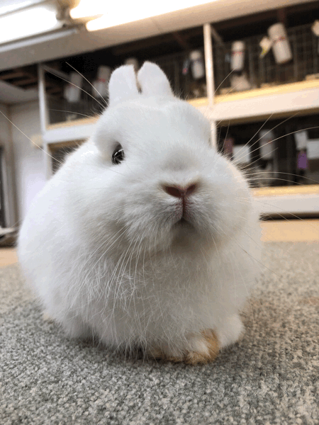b0119429_13402380.gif