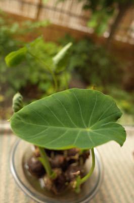 里芋の観葉植物 もるとゆらじお