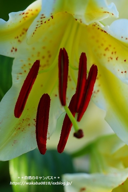 e0052135_16373629.jpg