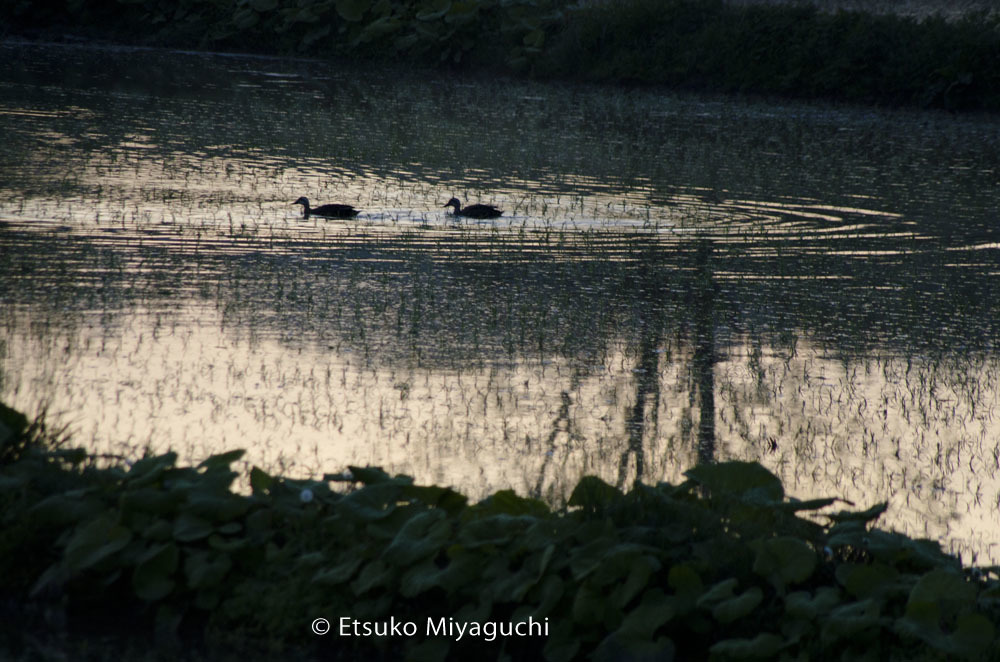 田んぼ遊泳_f0152939_14185249.jpg