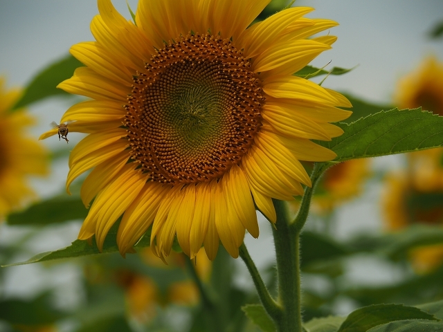 南知多の花広場のひまわり_f0288049_19055276.jpg