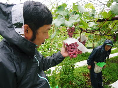 熊本ぶどう 社方園 令和3年度、本日(7/7)初出荷!朝採りの高級種なしぶどうを大好評販売中! _a0254656_18351296.jpg