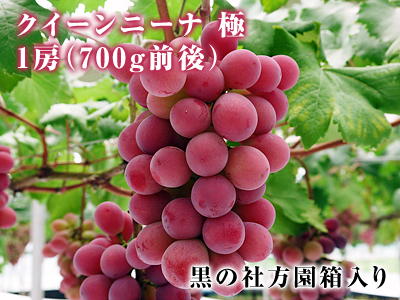 熊本ぶどう 社方園 令和3年度、本日(7/7)初出荷!朝採りの高級種なしぶどうを大好評販売中! _a0254656_18451573.jpg