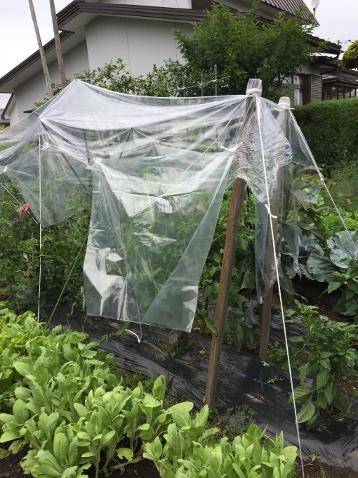 やっと雨があがりました_b0093660_21212017.jpeg