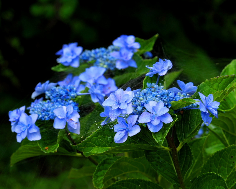 c0305565_17555945.jpg