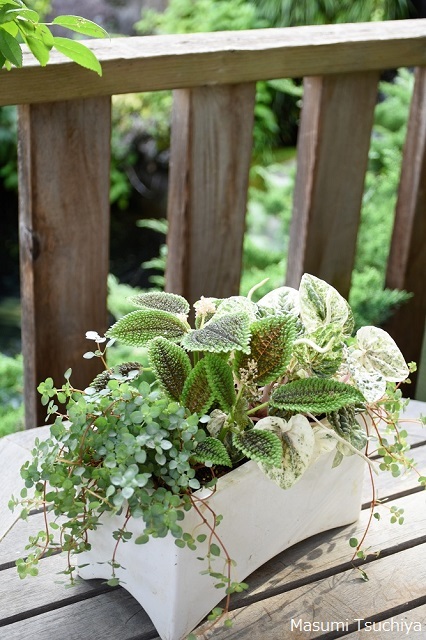 湘南台ルーシーグレイでお待ちしております この植物をお買い２