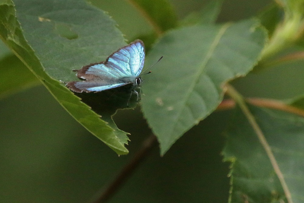 b0088772_14150052.jpg