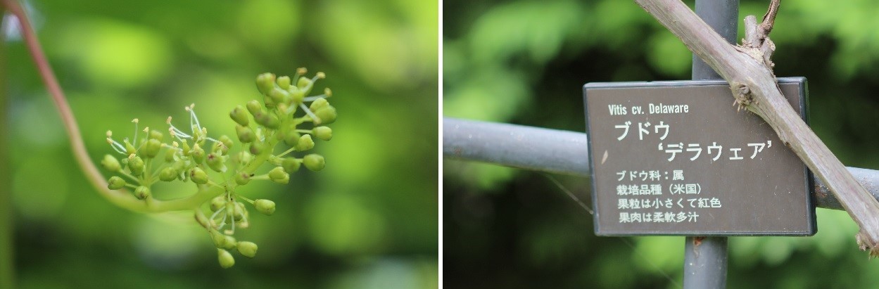 豊平公園の紫陽花を観てきました。まだ満開ではありません。_f0362073_16024377.jpg