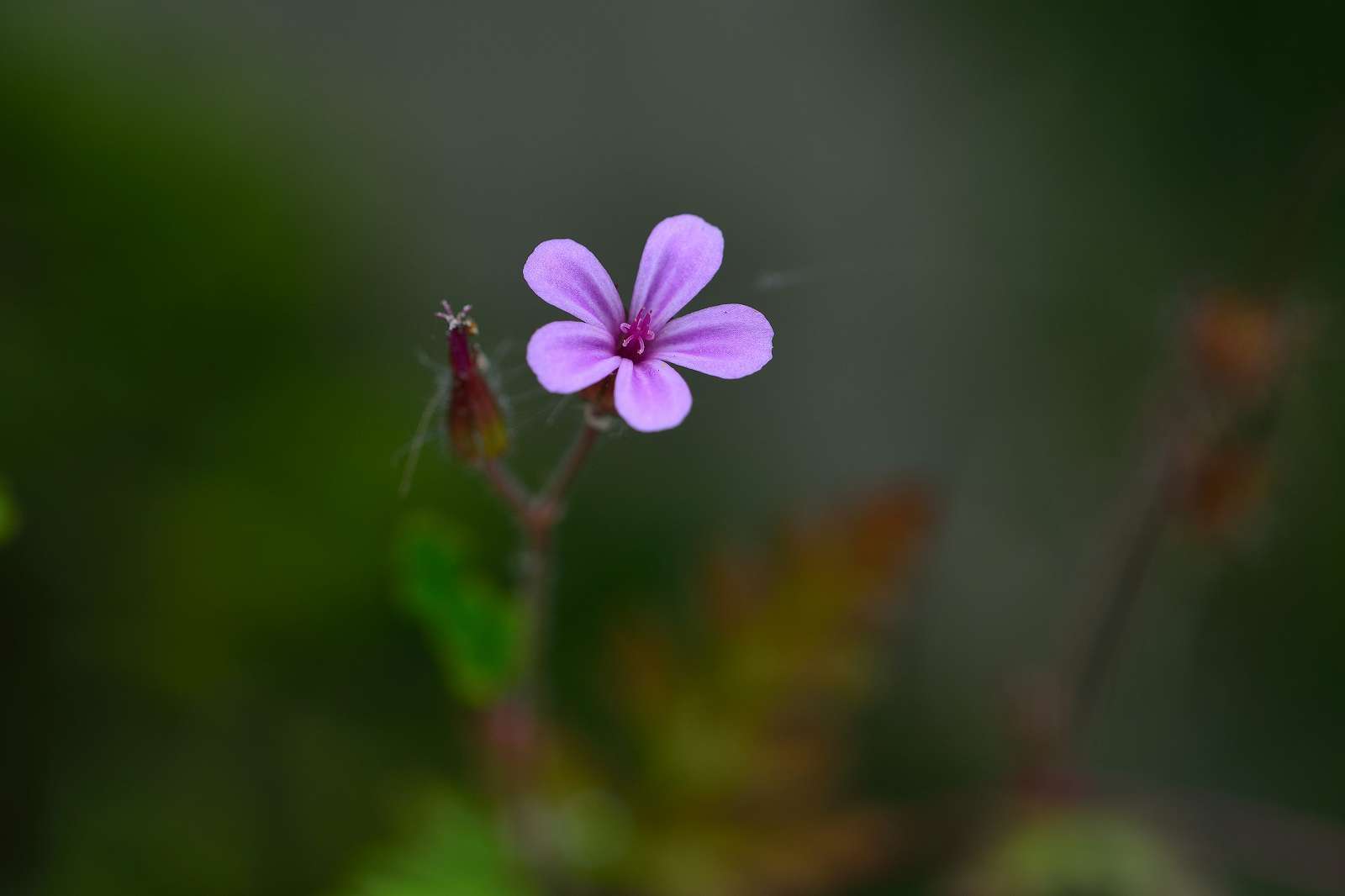 御岳渓谷周辺の花_d0328977_08482635.jpg