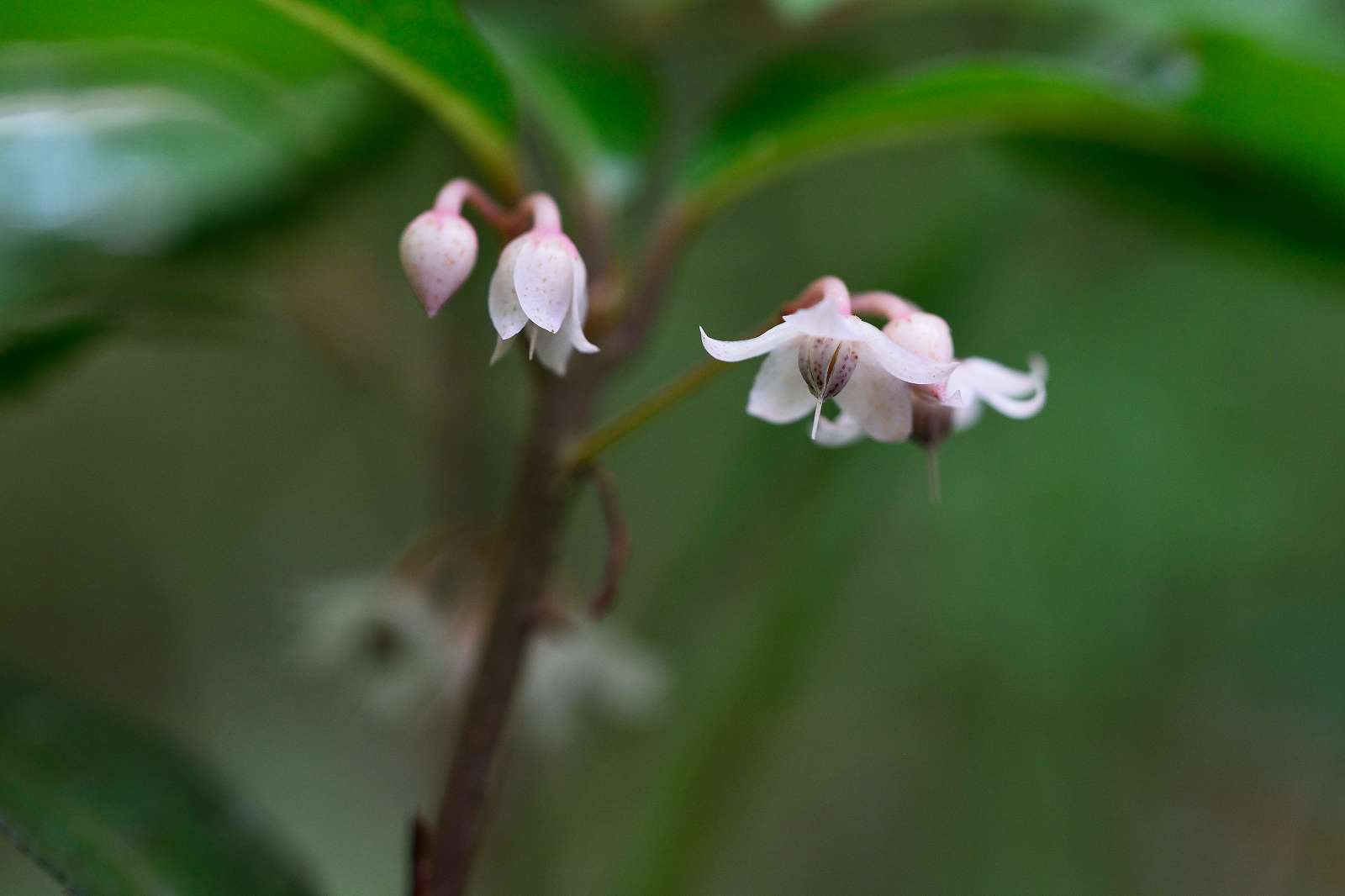 御岳渓谷周辺の花_d0328977_08482685.jpg