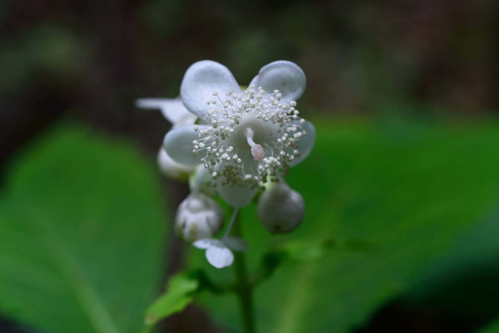 御岳渓谷周辺の花_d0328977_08483838.jpg