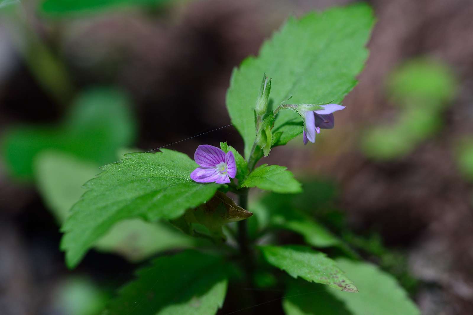 御岳渓谷周辺の花_d0328977_08483875.jpg