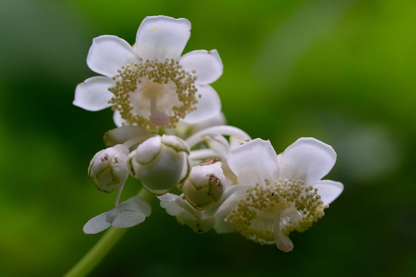 御岳渓谷周辺の花_d0328977_08483890.jpg