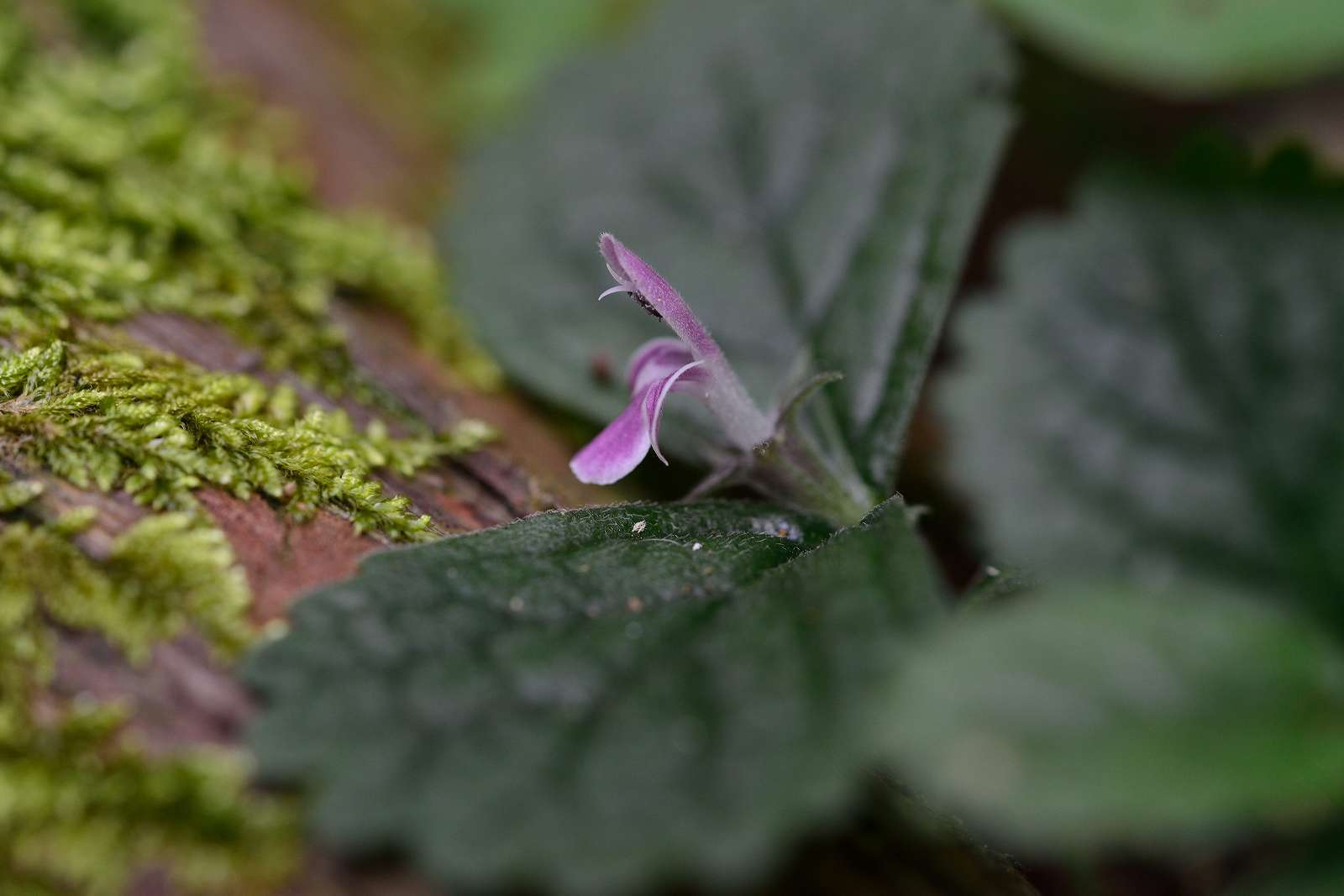 御岳渓谷周辺の花_d0328977_08483912.jpg