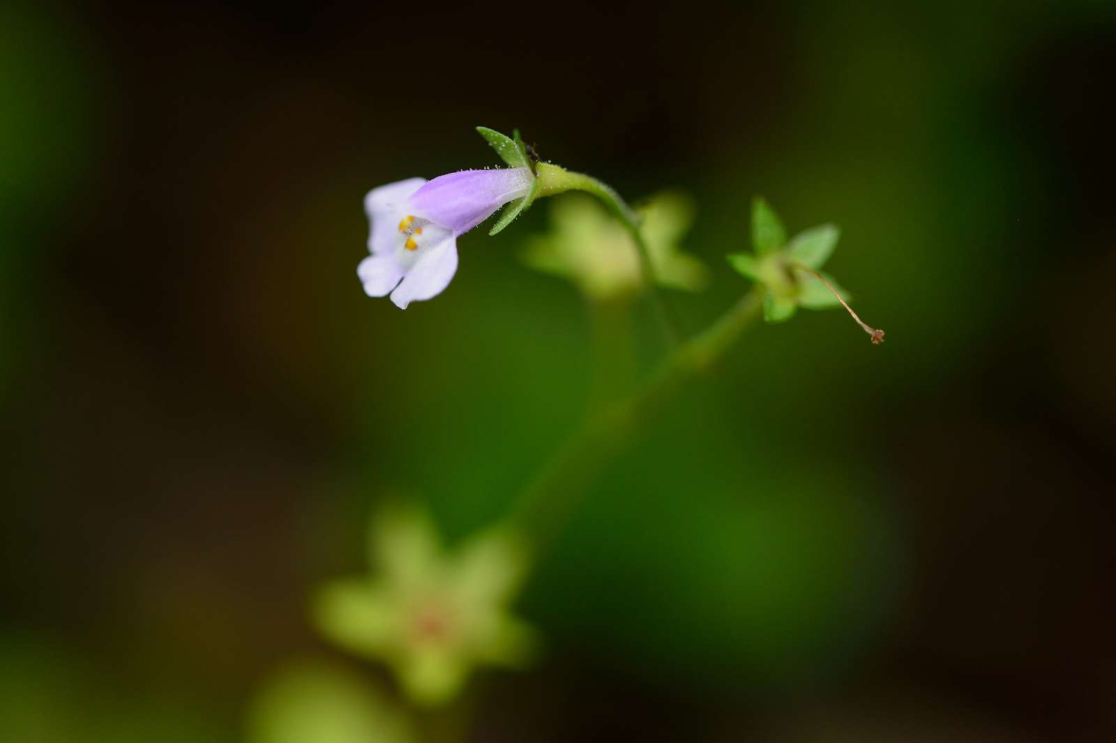 御岳渓谷周辺の花_d0328977_08483943.jpg