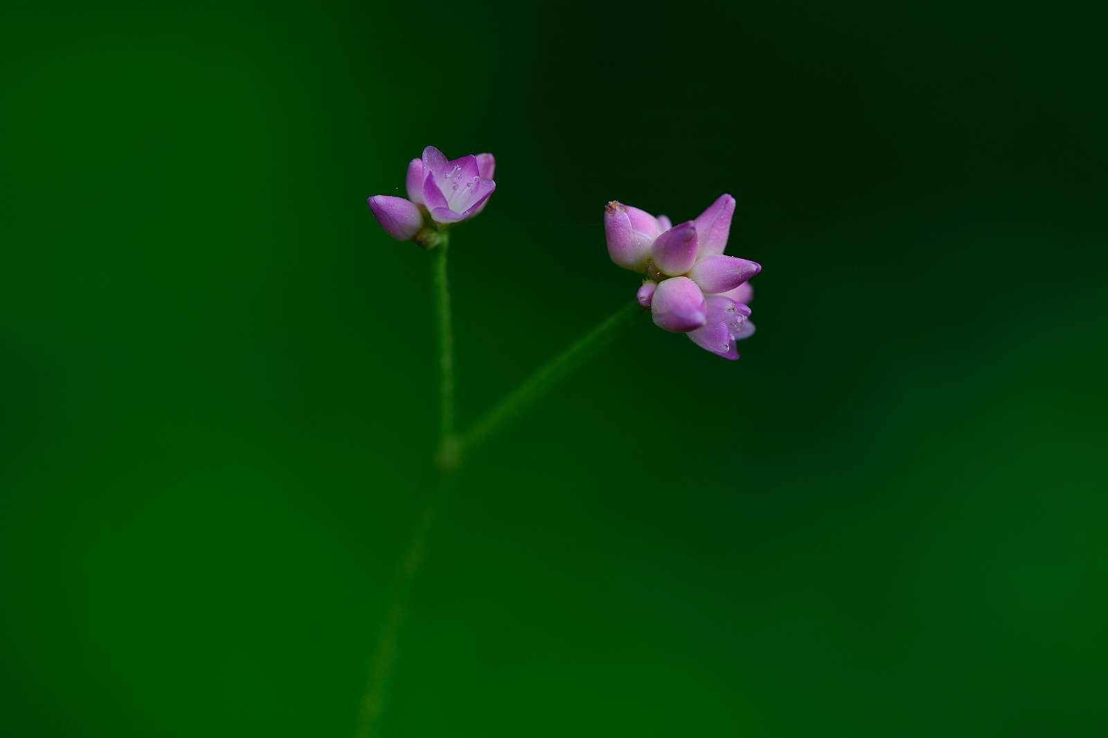 御岳渓谷周辺の花_d0328977_08484805.jpg