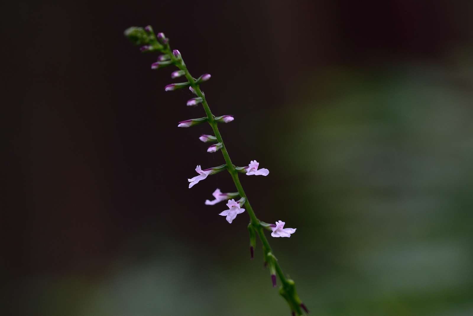 御岳渓谷周辺の花_d0328977_08484814.jpg