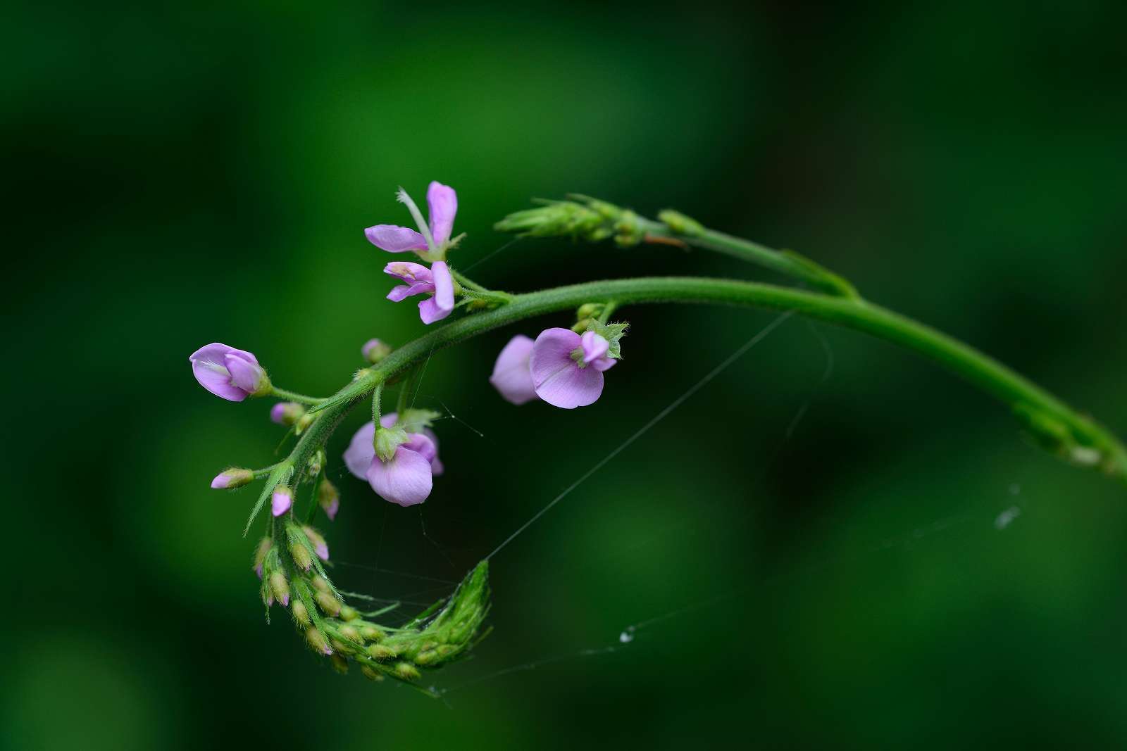 御岳渓谷周辺の花_d0328977_08484843.jpg