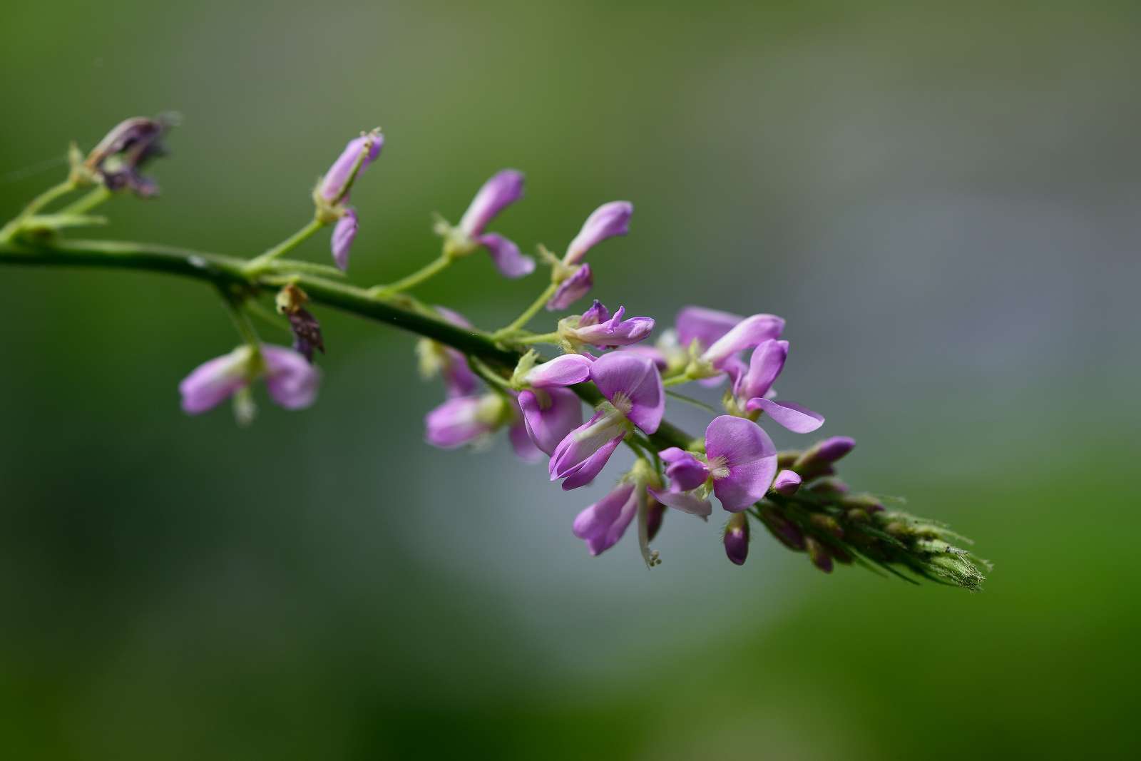 御岳渓谷周辺の花_d0328977_08484965.jpg