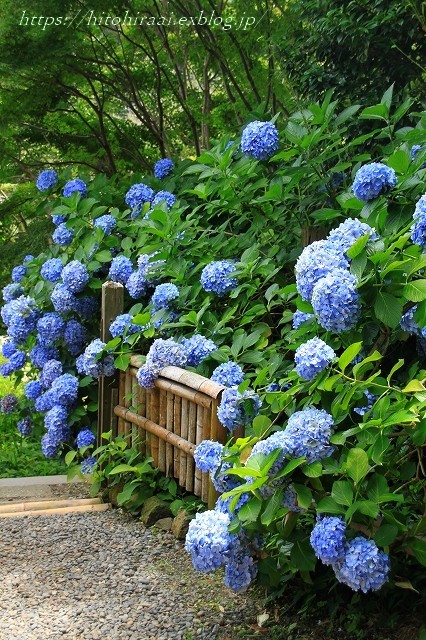 鎌倉　英勝寺の紫陽花 - 暮らしを紡ぐ