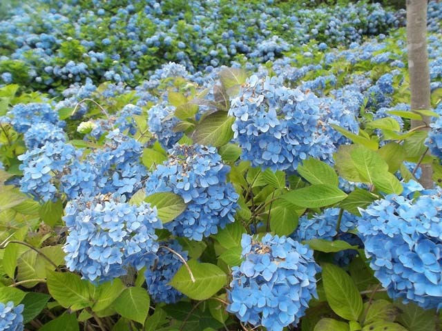 秋田県男鹿市紫陽花寺 雲昌寺 小町の日々の暮らし