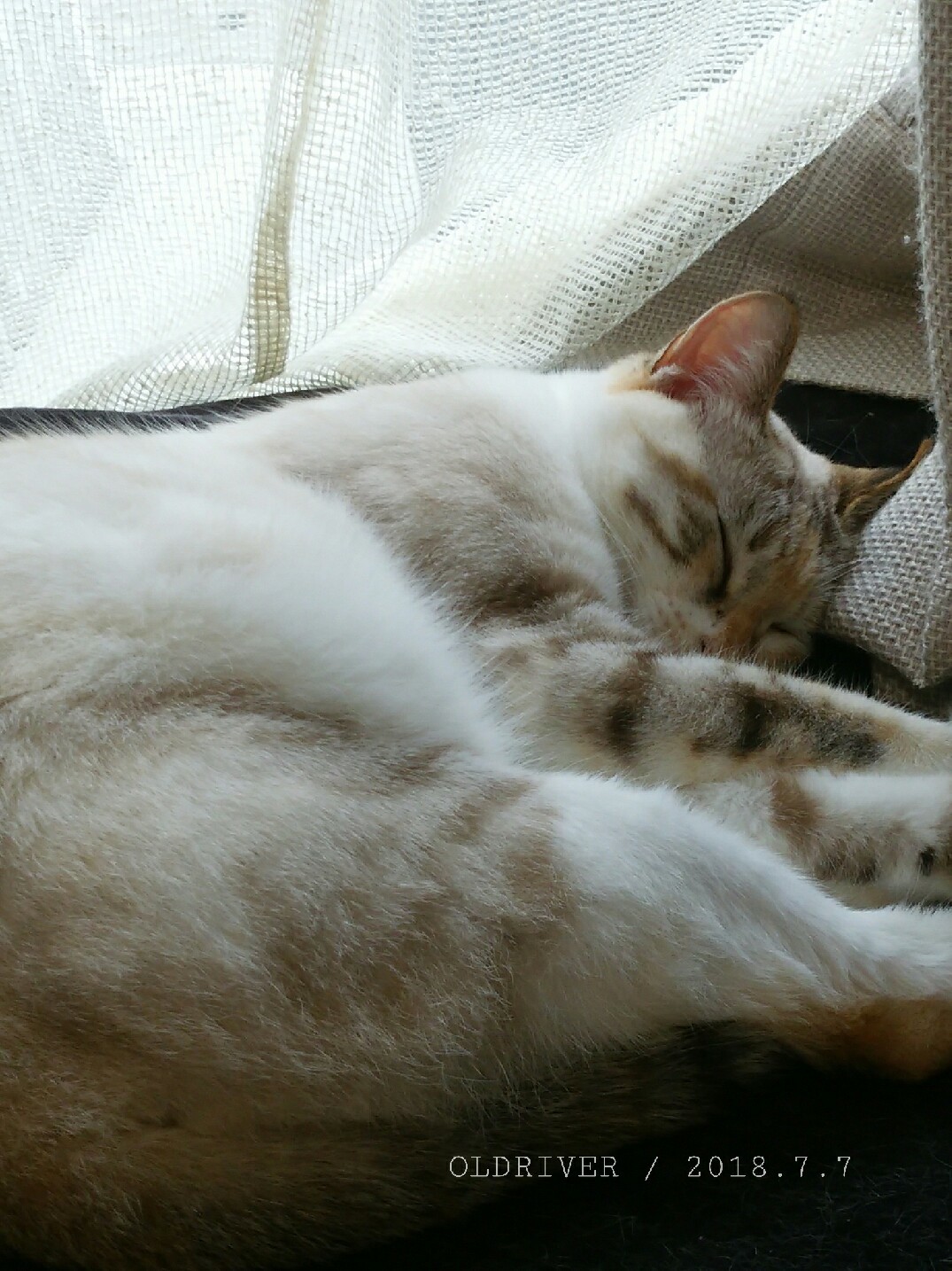 収束の願い_f0255704_13375006.jpg