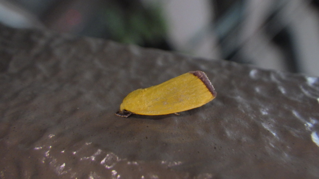 f0118332_10252994.jpg