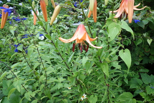 f0375039_07290310.jpeg