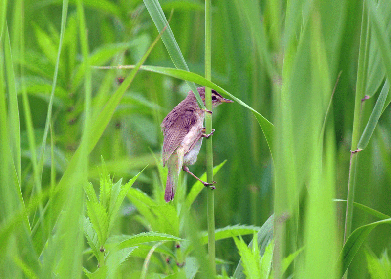 d0290240_10090280.gif