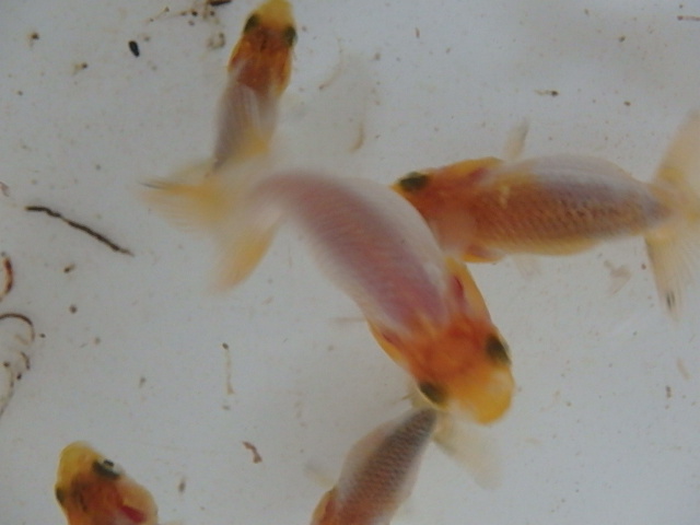 f0334143_972141.jpg