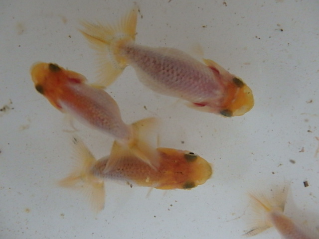 f0334143_97262.jpg