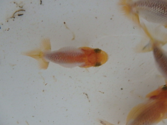 f0334143_97944.jpg