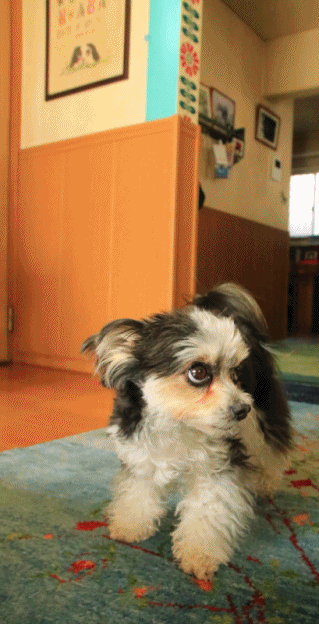 c0145250_09581420.gif