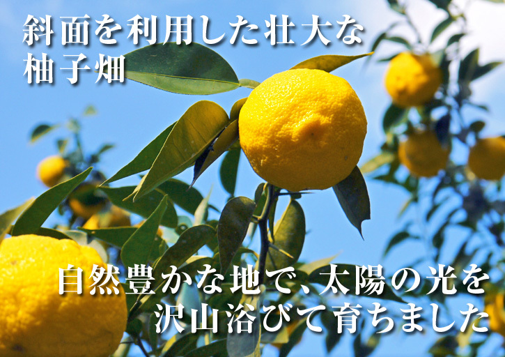 香り高き柚子（ゆず）　着果の様子を現地取材(2020)　今年もまずは青柚子を9月中旬からの出荷予定です！_a0254656_12213386.jpg