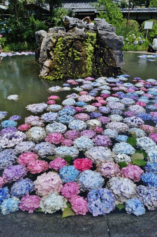 北摂の花の寺久安寺の紫陽花（１）水に浮かぶ紫陽花_b0063958_18233260.jpg